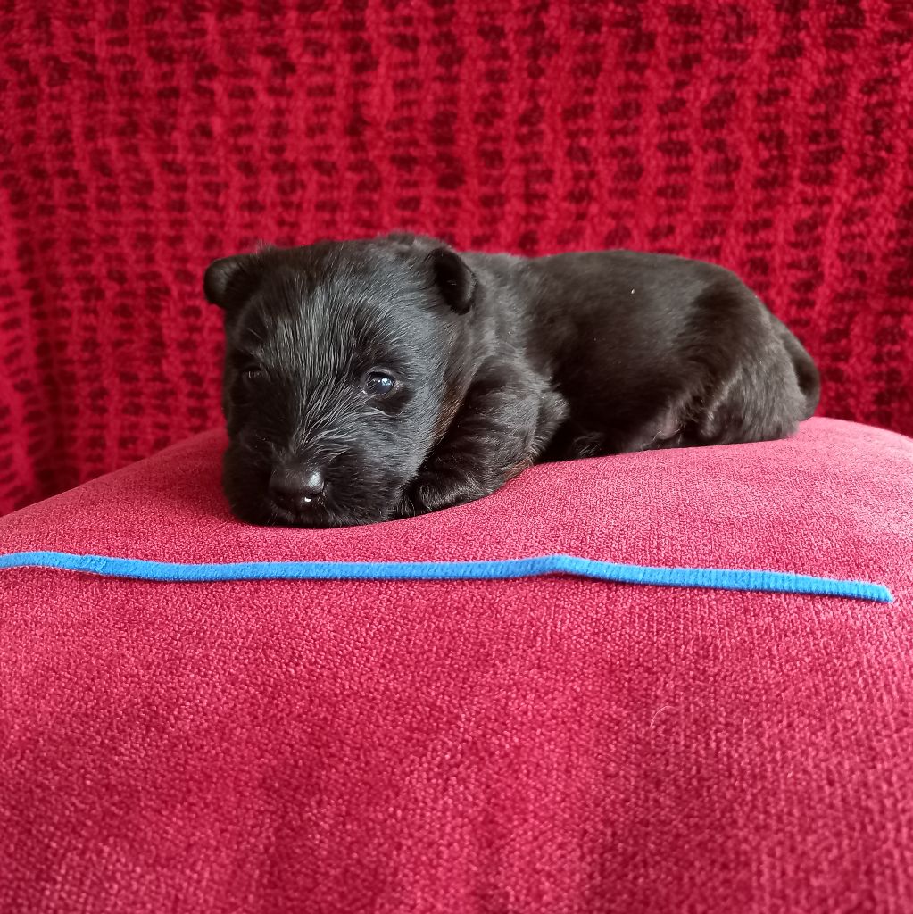 Des Kérions De Gwened - Chiot disponible  - Scottish Terrier