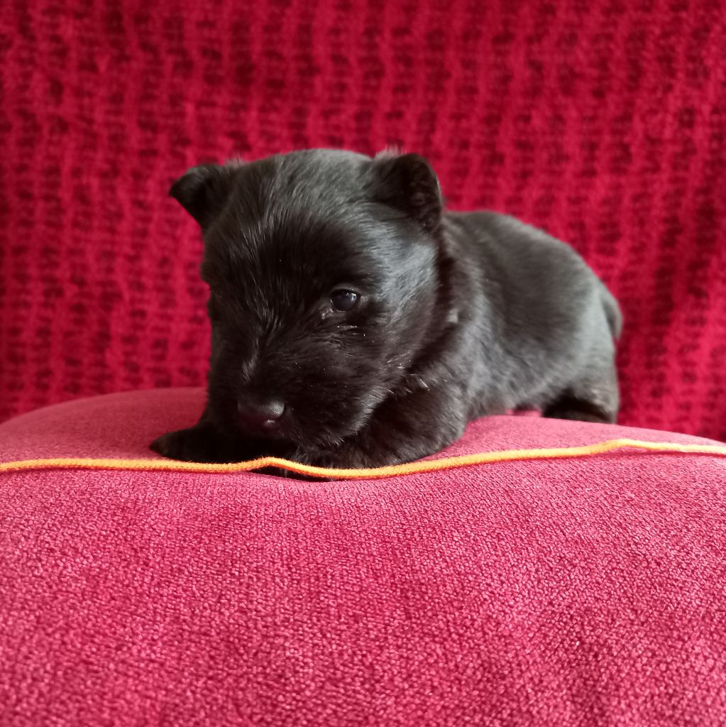 Des Kérions De Gwened - Chiot disponible  - Scottish Terrier