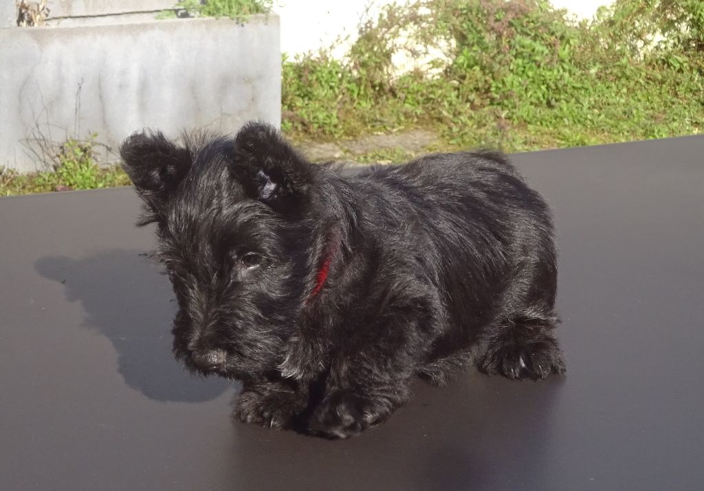 Des Kérions De Gwened - Chiots disponibles - Scottish Terrier